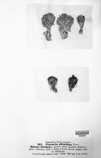 Phaeoclavulina abietina image